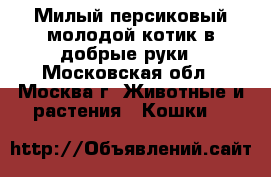   Милый персиковый молодой котик в добрые руки - Московская обл., Москва г. Животные и растения » Кошки   